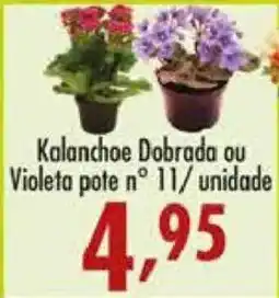 Confiança Supermercados Kalanchoe Dobrada ou Violeta oferta