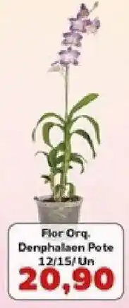 Supermercados Tauste Flor Org. Denphalaen Pote oferta