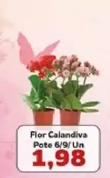 Supermercados Tauste Flor Calandiva oferta