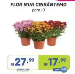 Prezunic flor mini crisântemo oferta