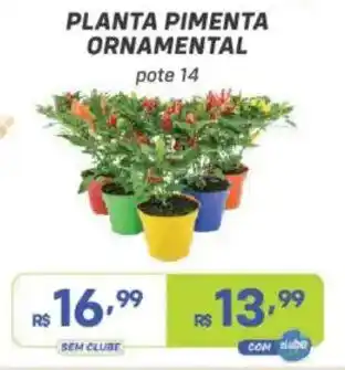 Planta pimenta ornamental