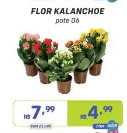 Prezunic Flor kalanchoe oferta