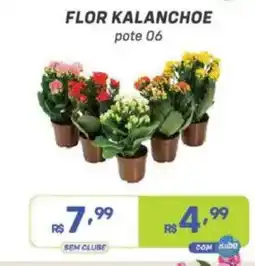 Prezunic flor kalanchoe oferta