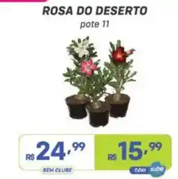 Prezunic Rosa do deserto oferta