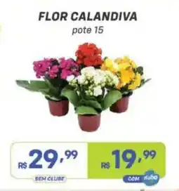 Prezunic flor calandiva oferta