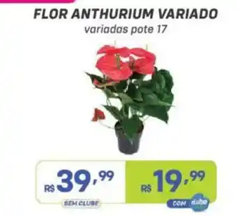 Flor anthurium variado variadas pote 17