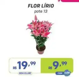 Prezunic flor lírio pote 13 oferta