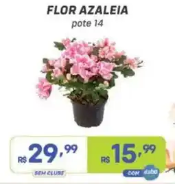 Prezunic Flor azaleia oferta