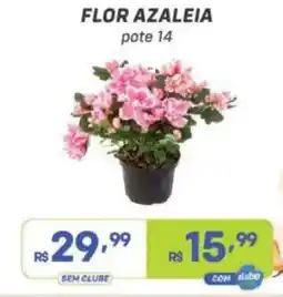 Prezunic flor azaleia pote 14 oferta