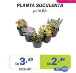 Prezunic Planta suculenta oferta