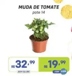 Prezunic muda de tomate oferta