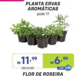 Prezunic planta ervas aromáticas oferta