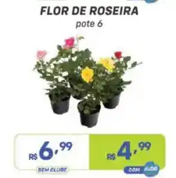 Prezunic Flor de roseira oferta