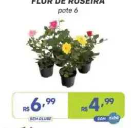Prezunic flor de roseira pote 6 oferta
