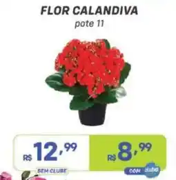 Prezunic flor calandiva pote 11 oferta