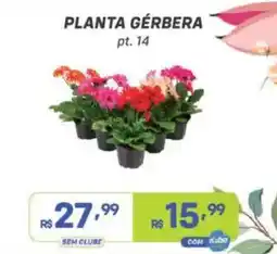Prezunic Planta gérbera oferta