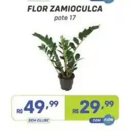 Prezunic Flor zamioculca oferta