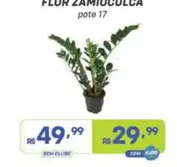 Prezunic Flor zamioculca pote 17 oferta