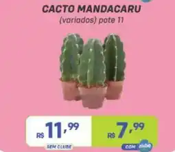 Prezunic Cacto mandacaru oferta