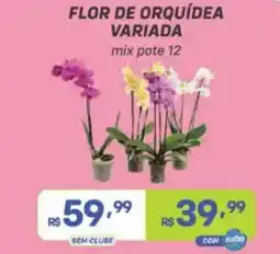 Prezunic Flor de orquídea variada oferta