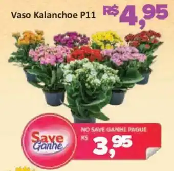 Vaso Kalanchoe P11