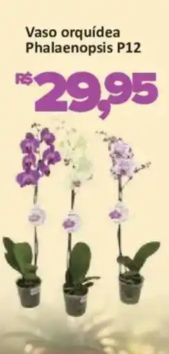 Supermercados Savegnago Vaso orquídea Phalaenopsis P12 oferta