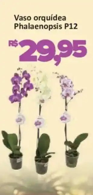 Vaso orquídea Phalaenopsis P12