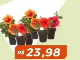 Mart Minas Flor oferta
