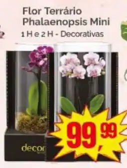 Supermercados Rena Flor Terrário Phalaenopsis Mini oferta