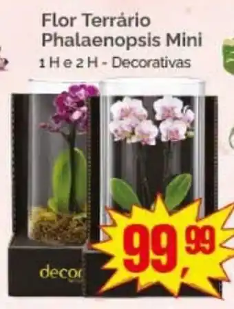 Flor Terrário Phalaenopsis Mini