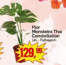 Supermercados Rena Flor Monsteira Thai Constellation oferta