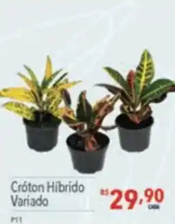 Supermercados Condor Cróton híbrido variado oferta