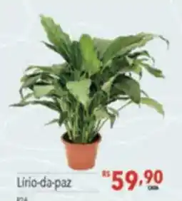 Supermercados Condor Lírio-da-paz oferta