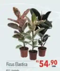 Supermercados Condor Ficus Elastica oferta