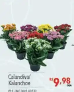 Supermercados Condor Calandiva/ Kalanchoe oferta