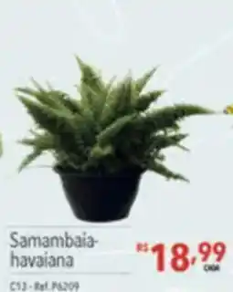 Supermercados Condor Samambaia-havaiana oferta