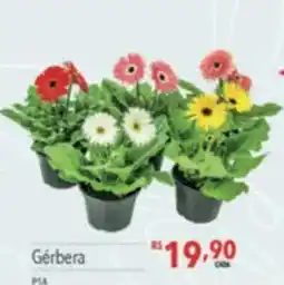 Supermercados Condor Gérbera oferta