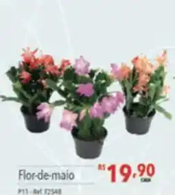 Supermercados Condor Flor-de-maio oferta