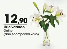 Zaffari Lírio variado galho oferta