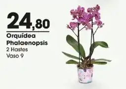 Zaffari Orquídea phalaenopsis oferta