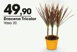 Zaffari Dracena Tricolor oferta