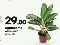 Zaffari Aglaonema white rain oferta
