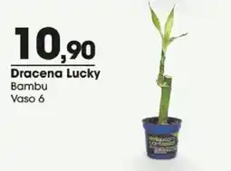 Zaffari Dracena lucky bambu oferta