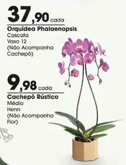 Zaffari Orquídea Phalaenopsis oferta