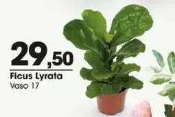 Zaffari Ficus lyrata oferta