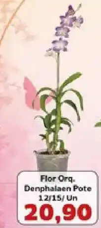 Supermercados Tauste Flor Orq. Denphalaen Pote oferta