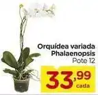 Carrefour Orquídea - variada phalaenopsis oferta