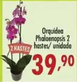 Confiança Supermercados Orquídea Phalaenopsis 2 hastes oferta