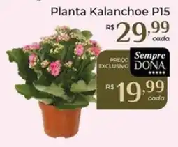 Dona de Casa Planta Kalanchoe P15 oferta