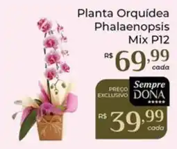 Dona de Casa Planta Orquídea Phalaenopsis Mix P12 oferta